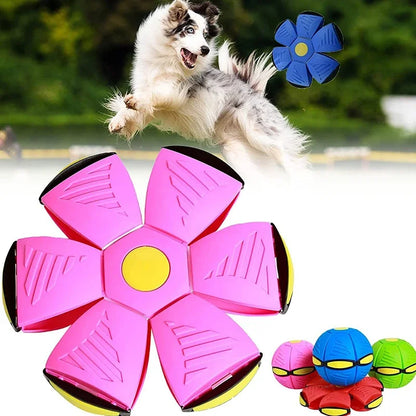 AirPaws Dog Flying Disc Ball